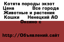 Котята породы экзот › Цена ­ 7 000 - Все города Животные и растения » Кошки   . Ненецкий АО,Оксино с.